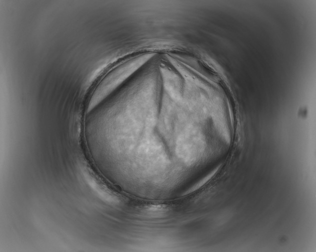 X0000116650059200912291625