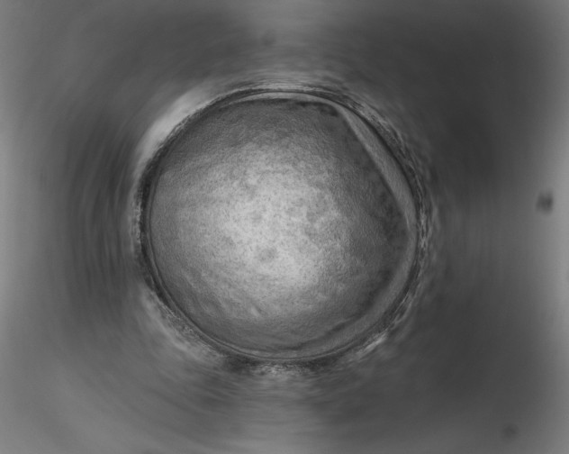 X0000116650343200912291621