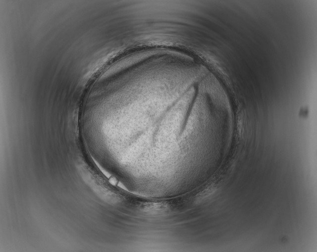 X0000116650398200912291620