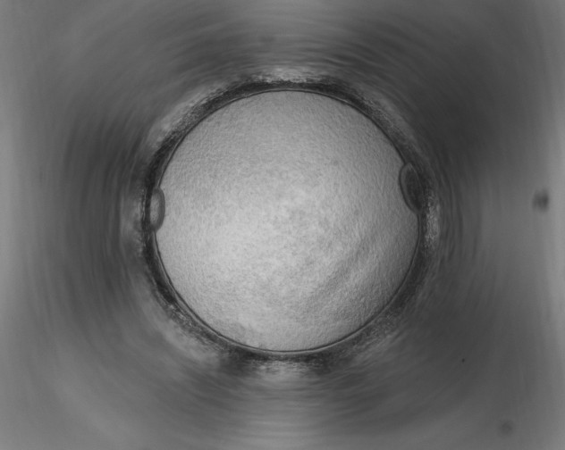 X0000116650444200912291619