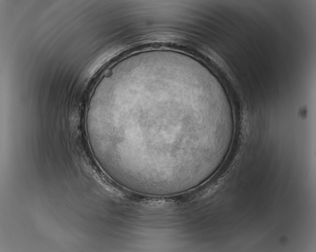 X0000116650826200912291614