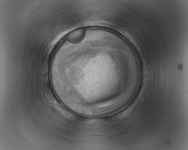 X0000116650830200912291614