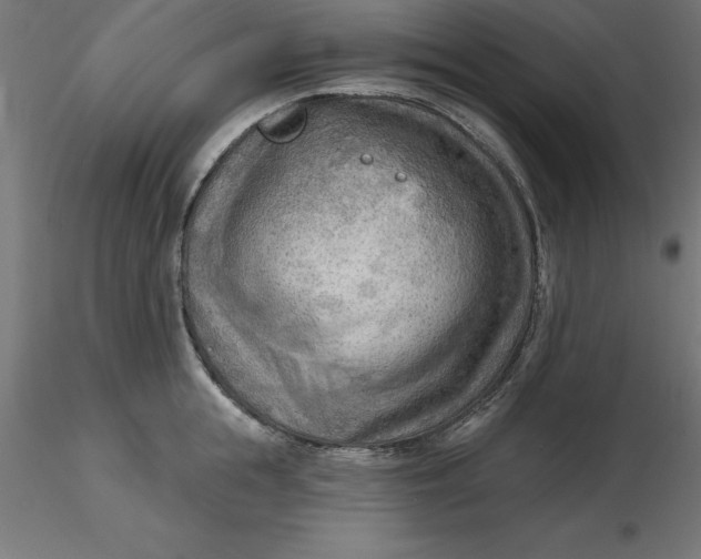 X0000116650855200912291615