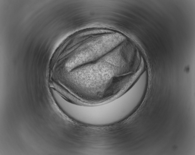 X0000116650896200912291614