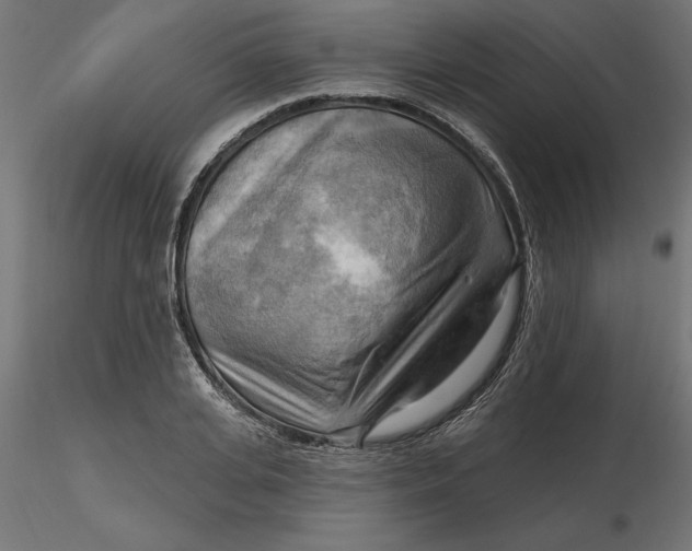 X0000116650935200912291613