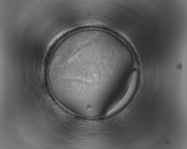 X0000116650975200912291613