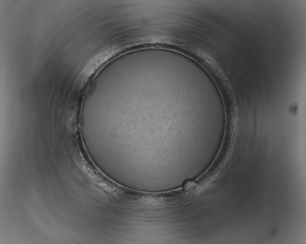 X0000116650977200912291612