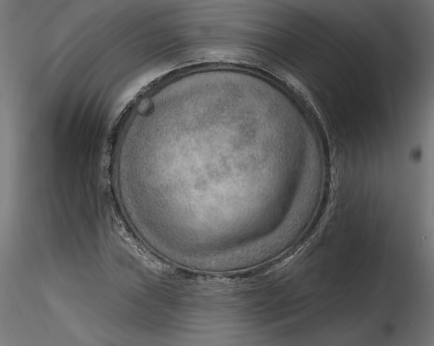 X0000116651019200912291612