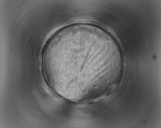 X0000116651035200912291612