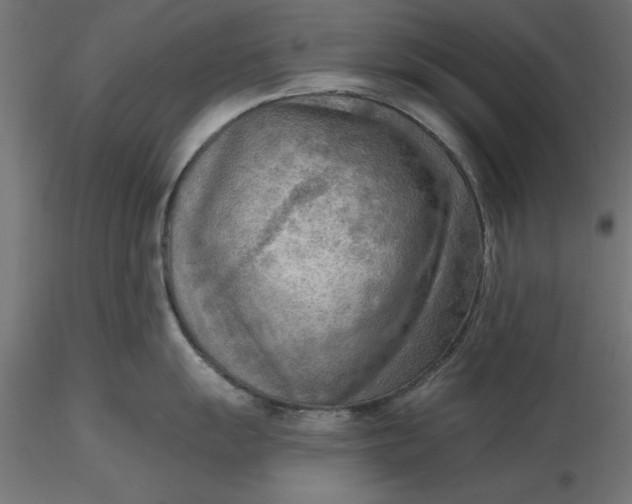 X0000116651055200912291612