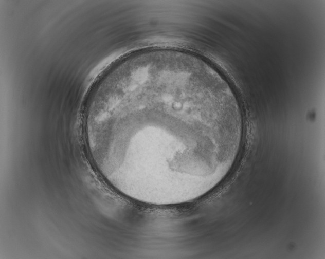 X0000116651074200912291611