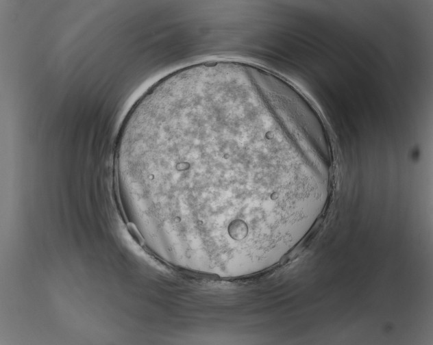 X0000116651100200912291611