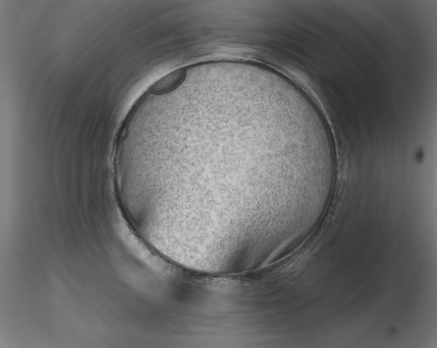X0000116651235200912291609