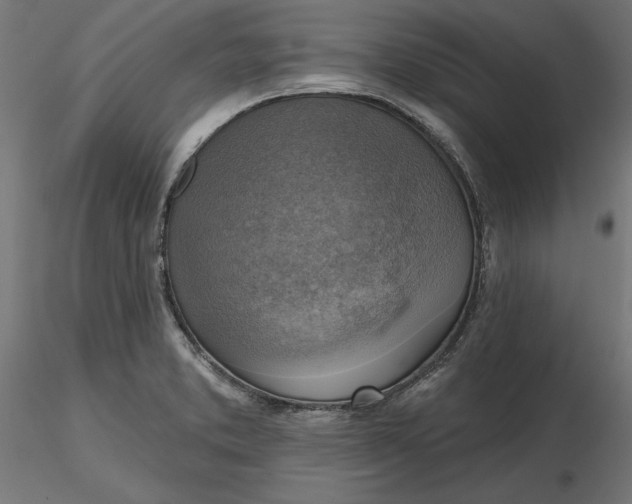 X0000116651373200912291607