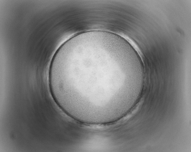 X0000116650957201001041048