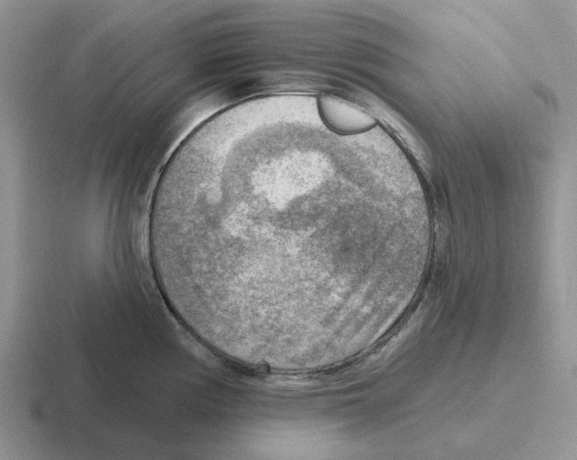 X0000116651194201001041044