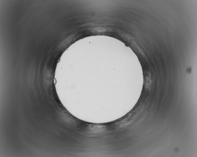 X0000116650476201001111233