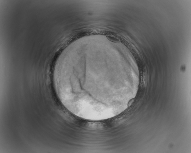 X0000116650520201001111232