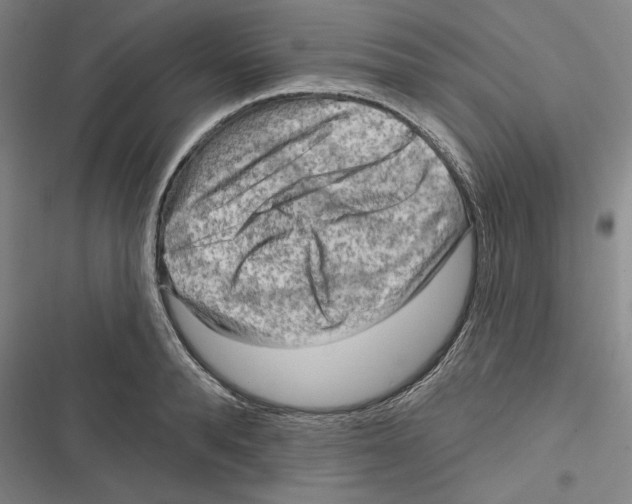 X0000116650896201001111226