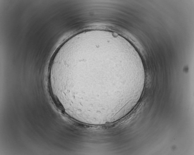 X0000116650994201001111225