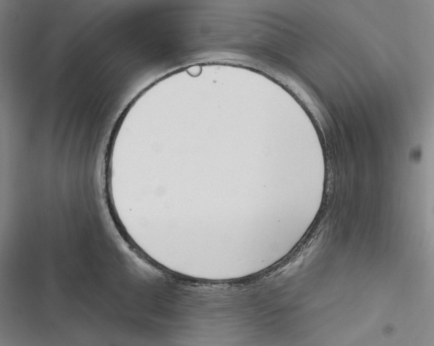 X0000116650999201001111225