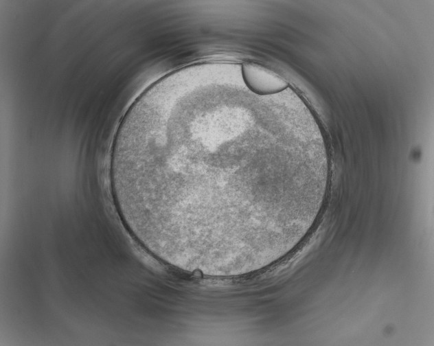 X0000116651194201001111222