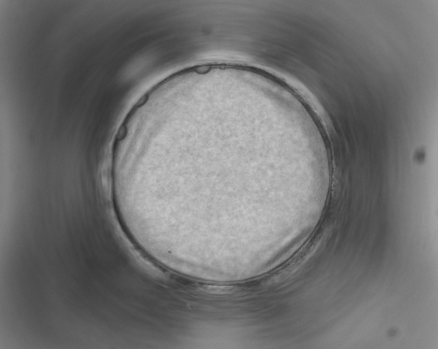 X0000116651295201001111221