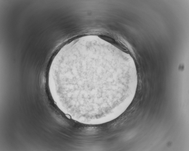 X0000116650059201001251205