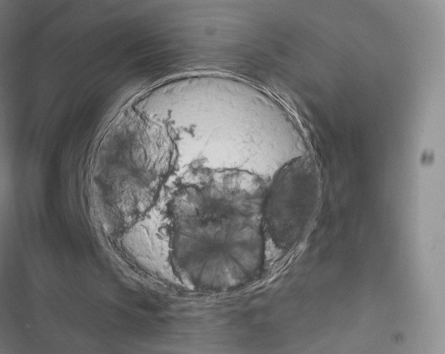 X0000116650145201001251204