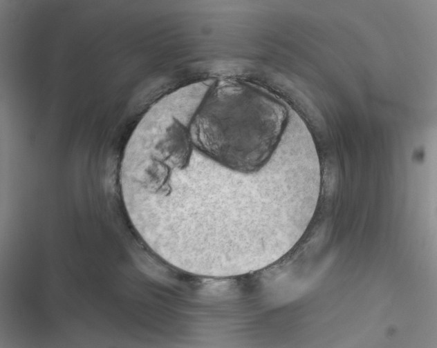 X0000116650185201001251204