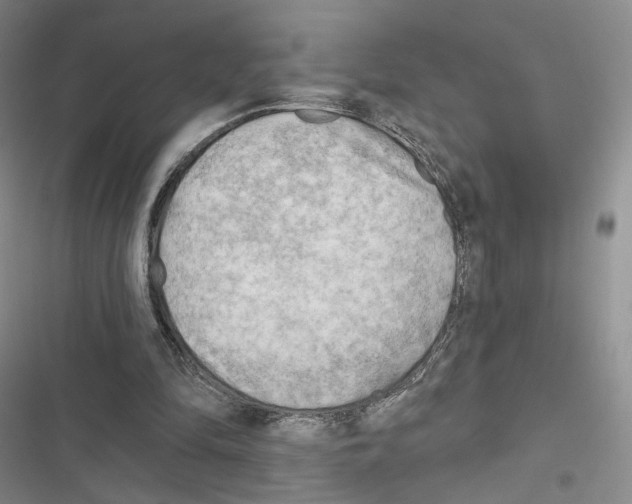 X0000116650294201001251202