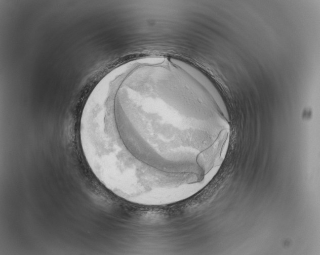 X0000116650303201001251202