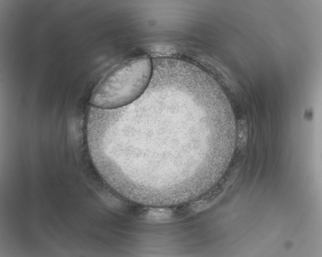 X0000116650369201001251202