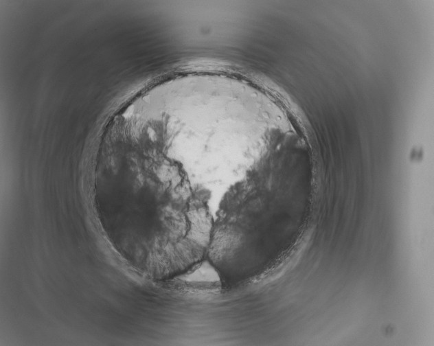 X0000116650529201001251159