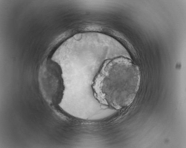 X0000116650729201001251156