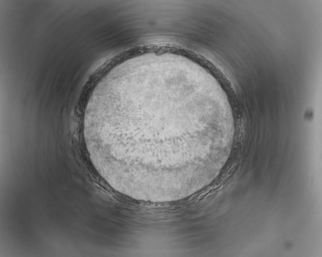 X0000116650823201001251155