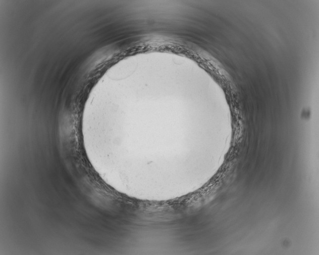 X0000116650824201001251155