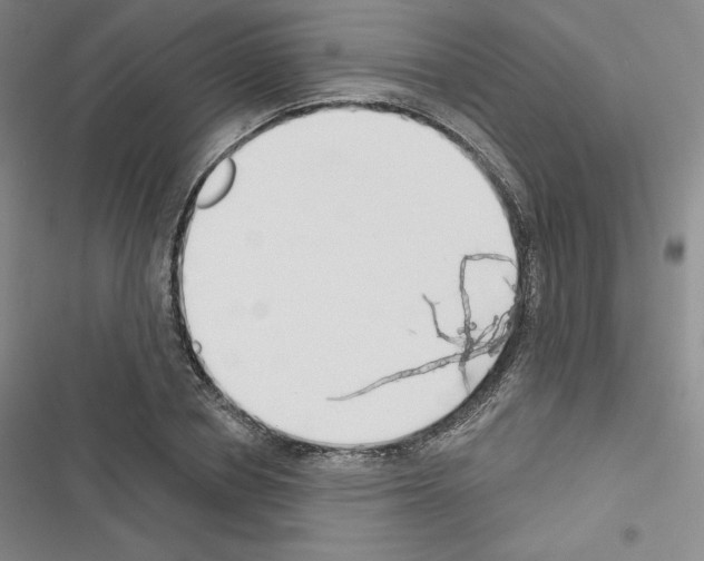X0000116650834201001251155