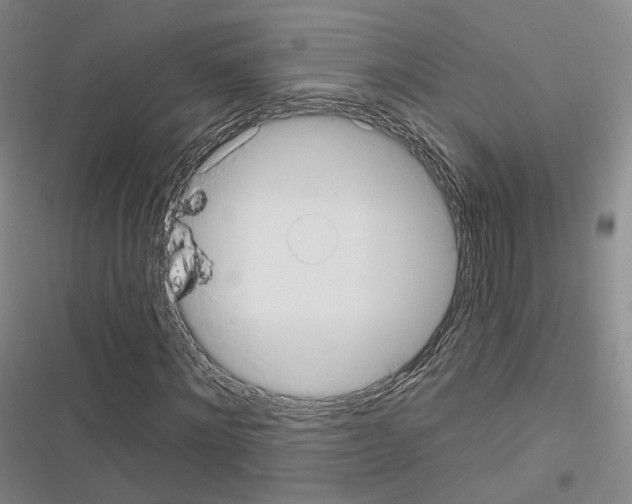X0000116650868201001251155
