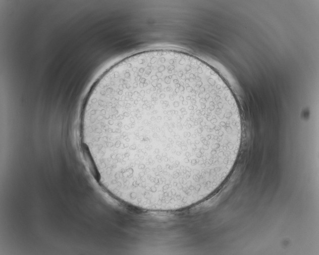 X0000116650910201001251154