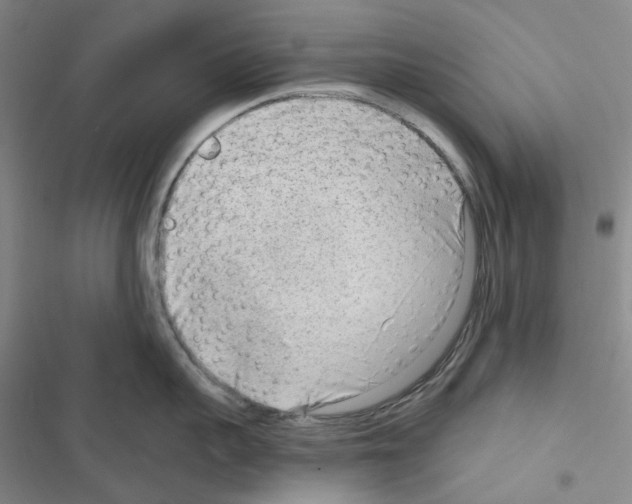 X0000116650959201001251154