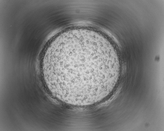X0000116650970201001251153
