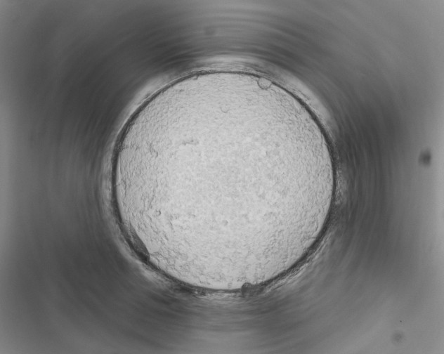 X0000116650994201001251153