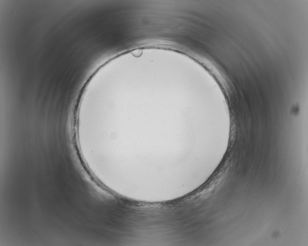 X0000116650999201001251153