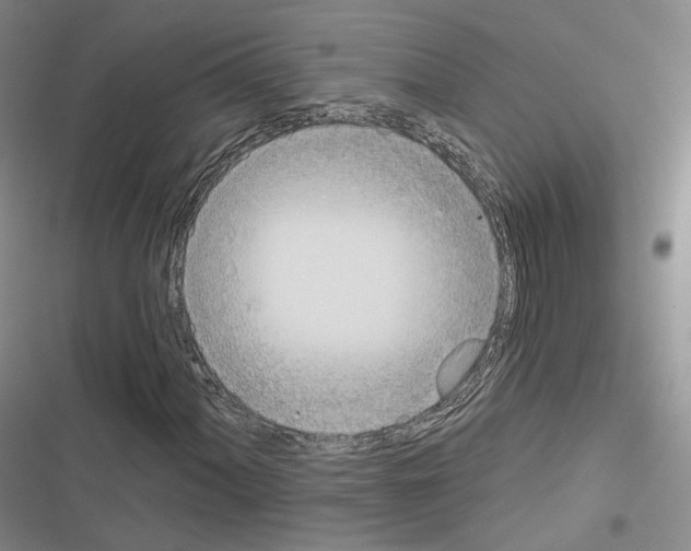 X0000116651060201001251152