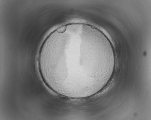 X0000116651245201001251150