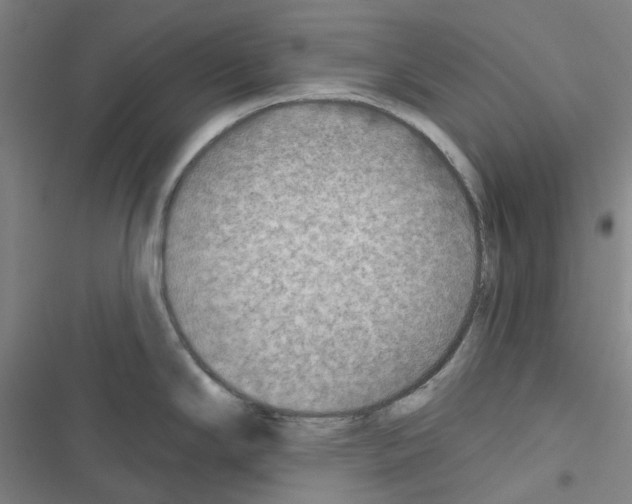 X0000116651294201001251149