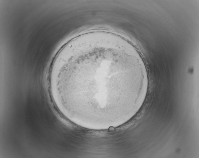 X0000116651519201001251146