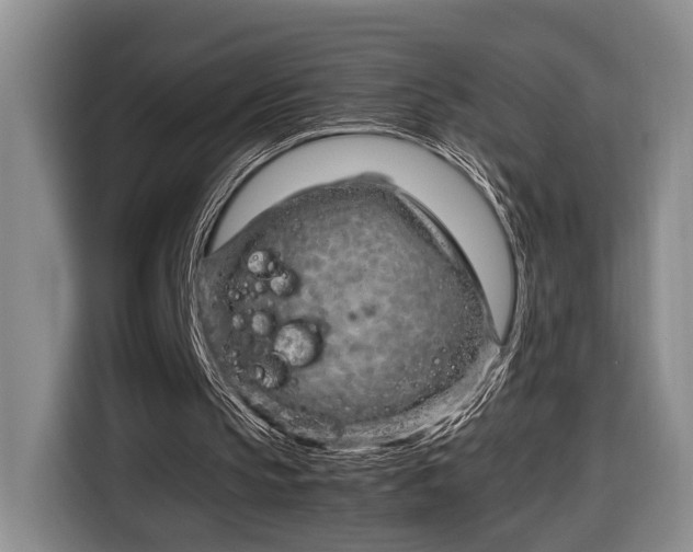 X0000116660145200912211514