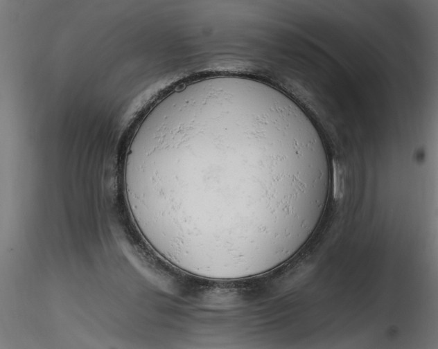 X0000116660252200912291643